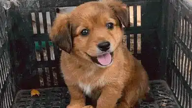 cachorra