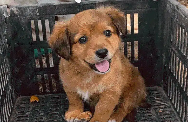 cachorra