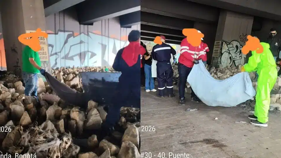 cráneos