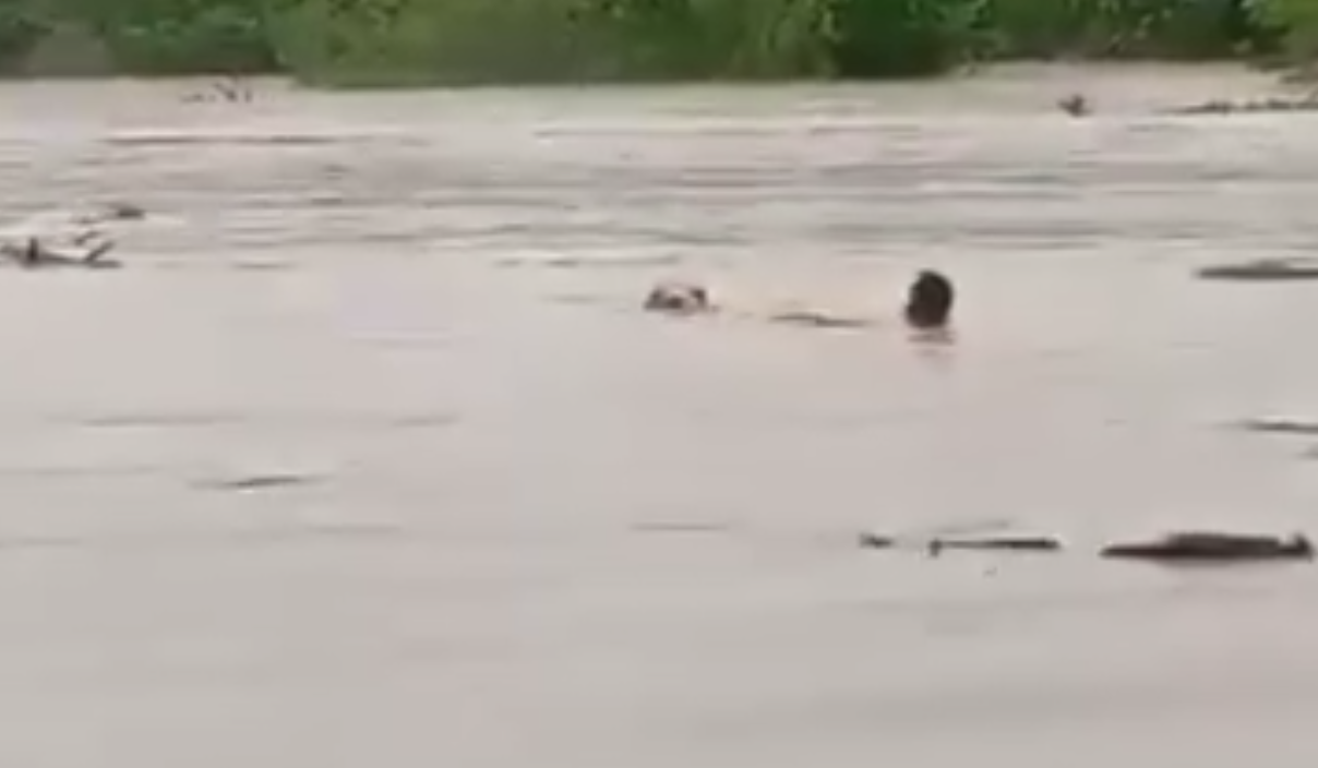 Ganado