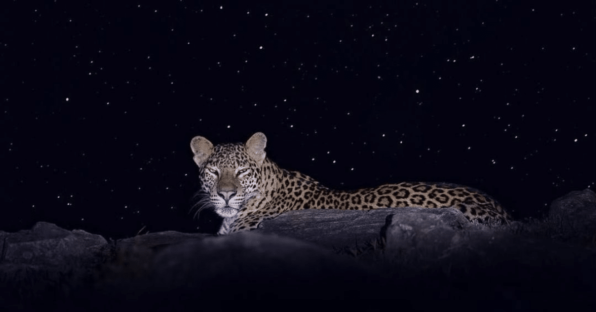 leopardo