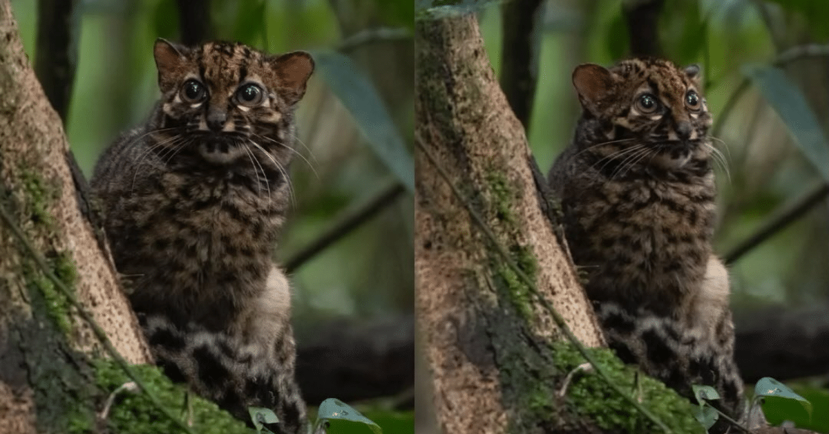 gato