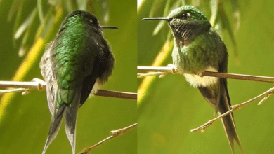 colibrí