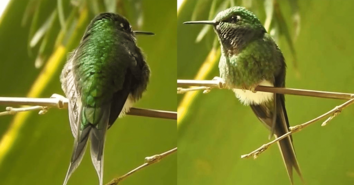 colibrí