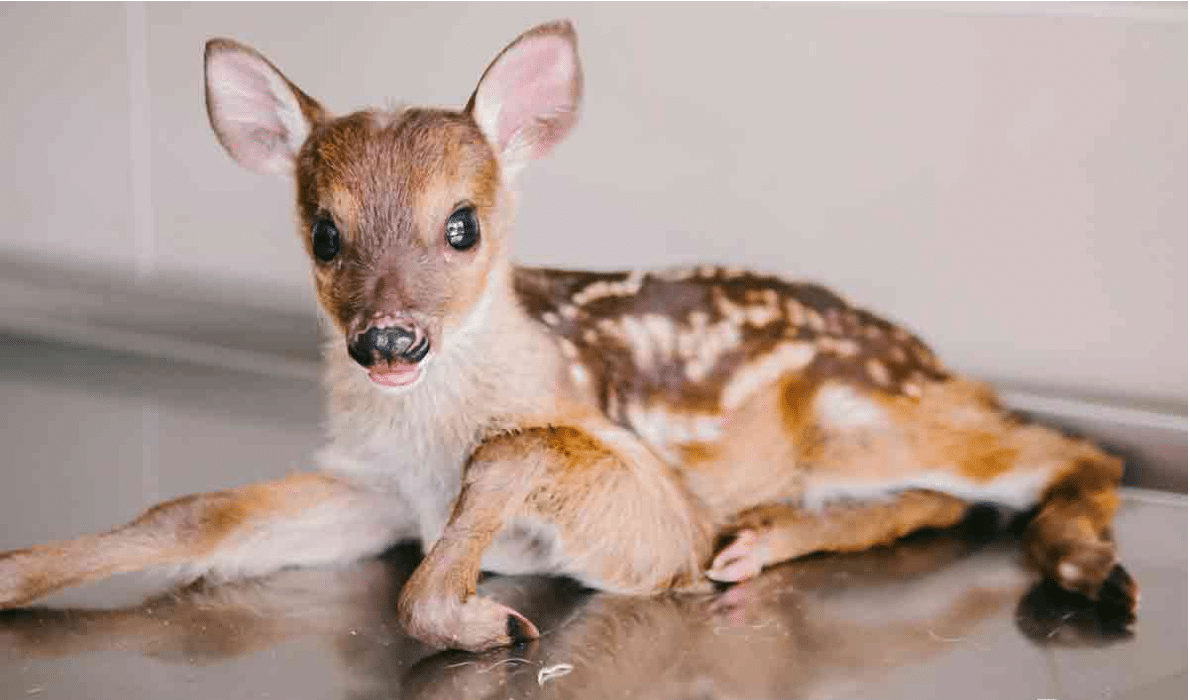 venado