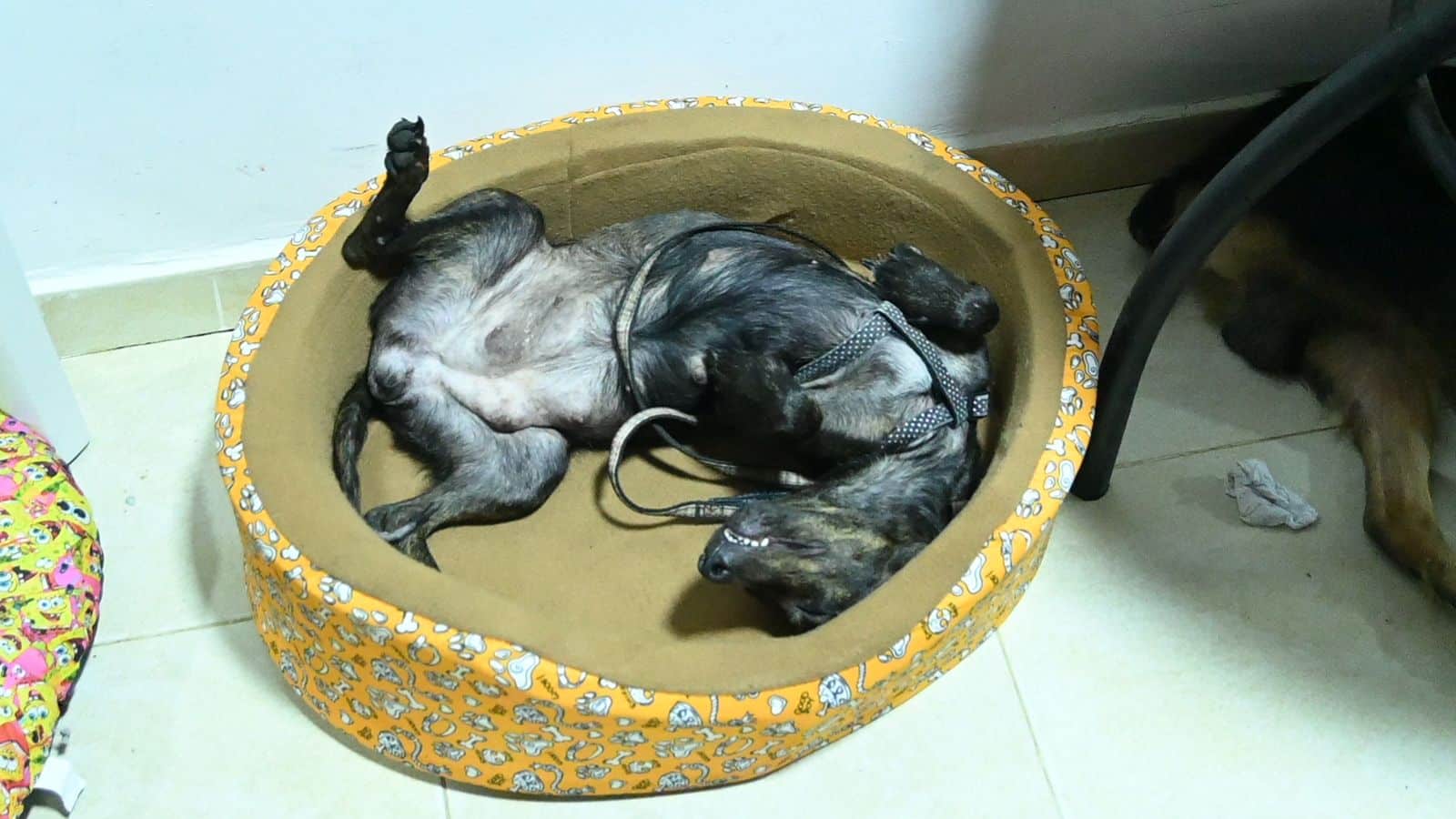 animales