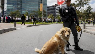 perros