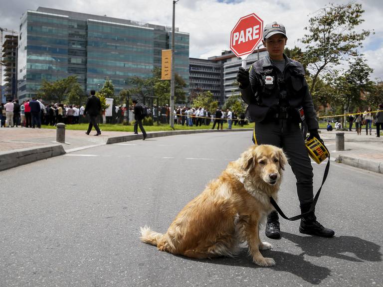 perros