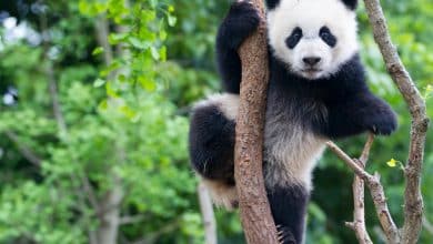 panda
