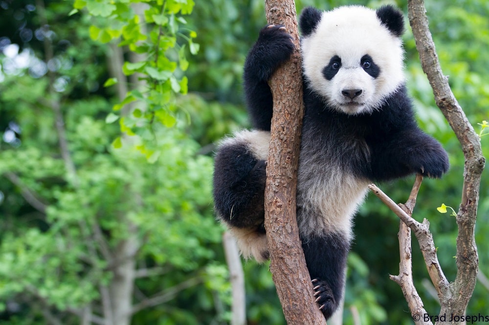 panda