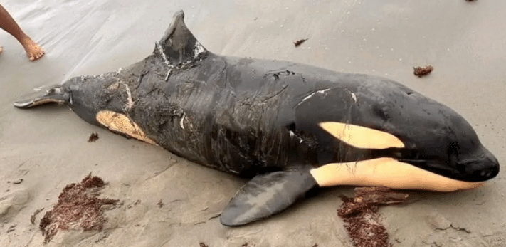 orca
