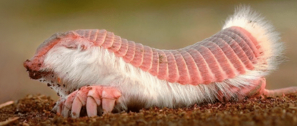 armadillo