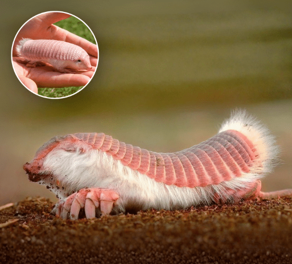 armadillo