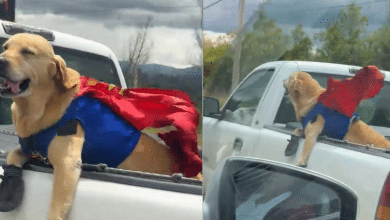 perrito