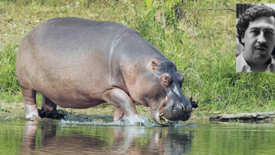 hipopótamos