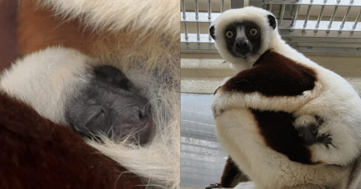 sifaka