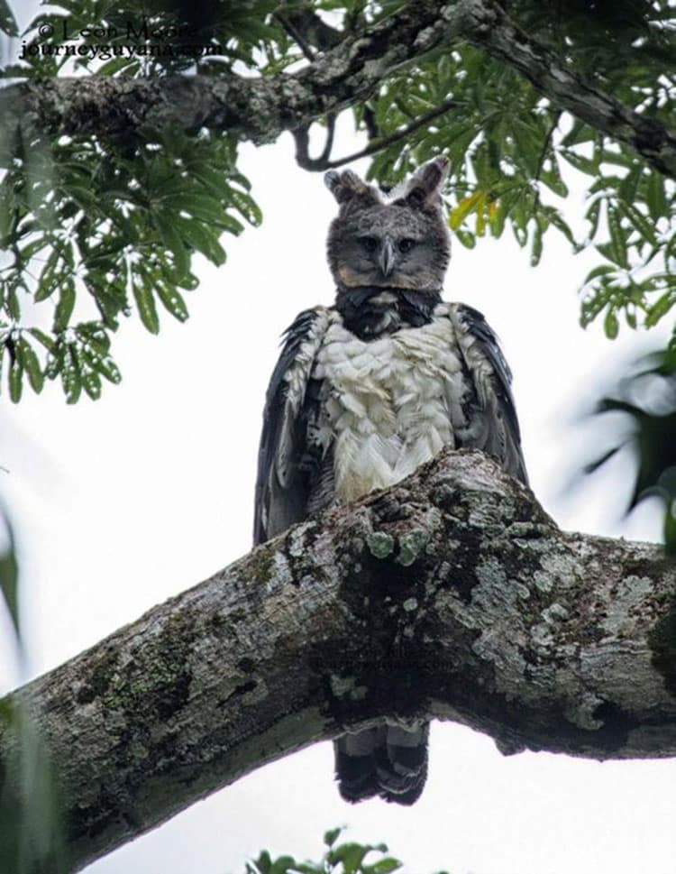 Águila