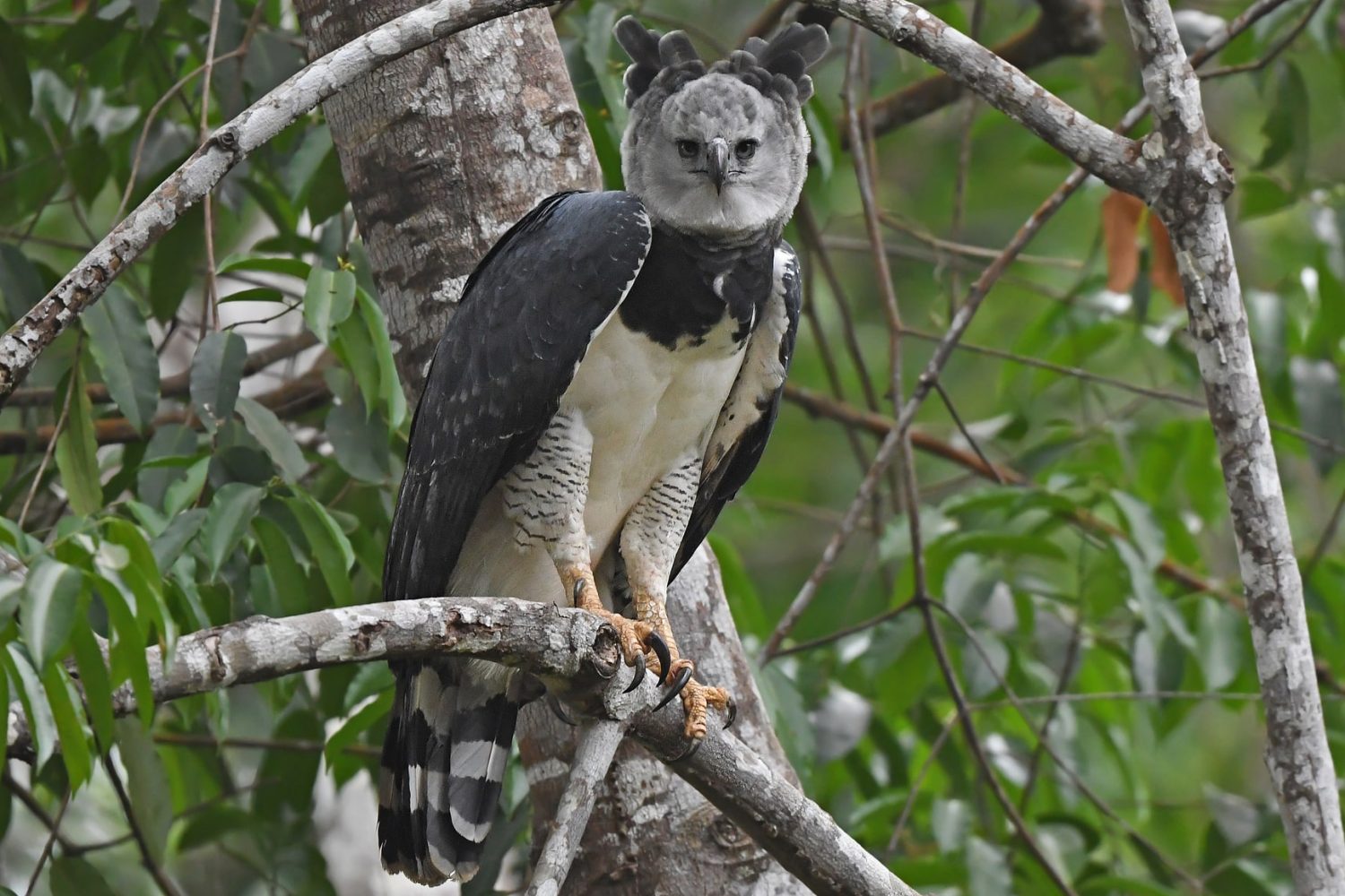 Águila