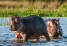 hipopótamos