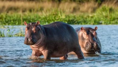 hipopótamos