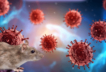hantavirus