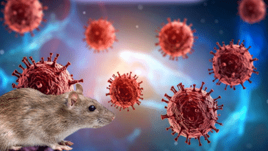 hantavirus