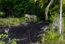 jaguar