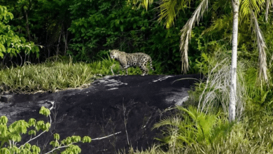 jaguar