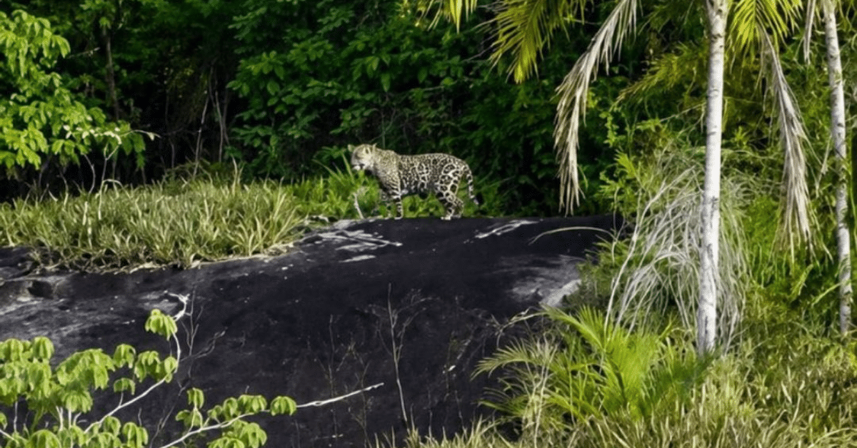 jaguar