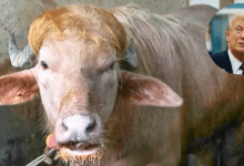 búfalo