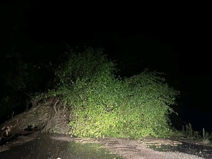 árboles