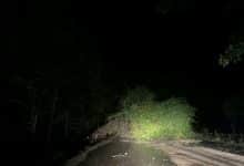 árboles