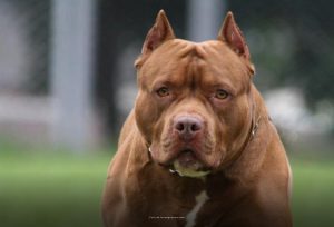pitbull