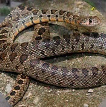 serpiente