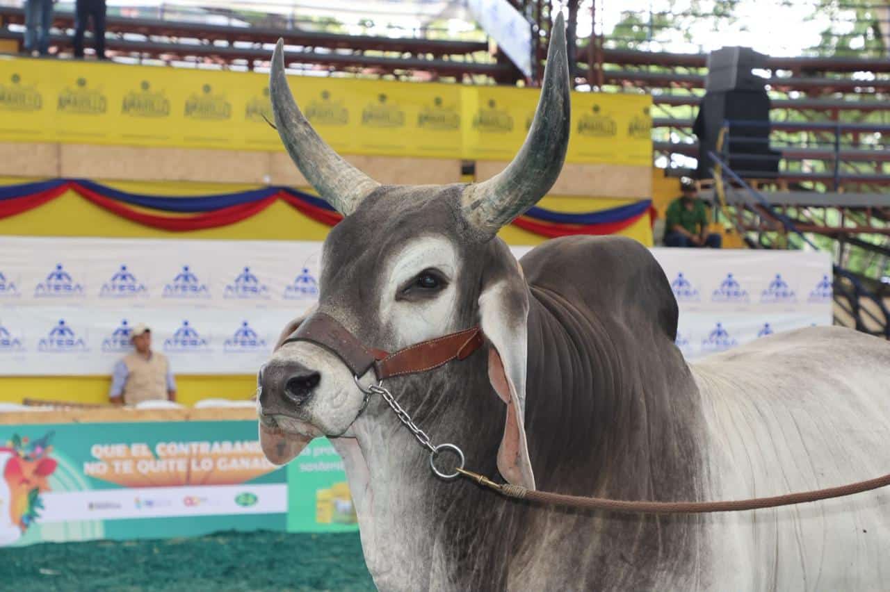 Cebú