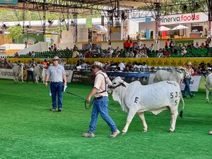 Feria