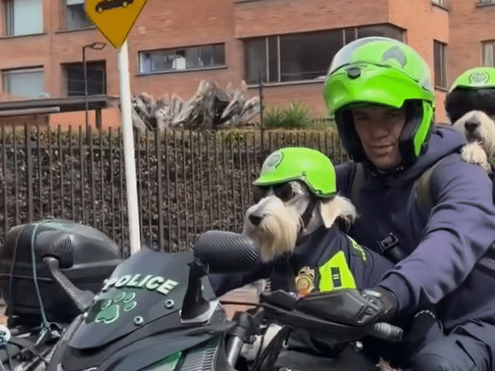 Poli perritos