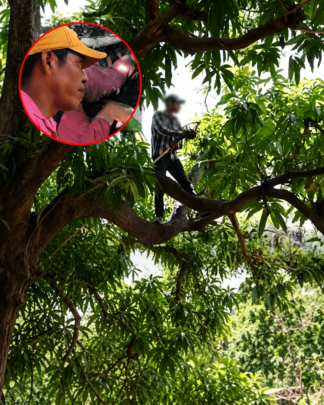 mangos