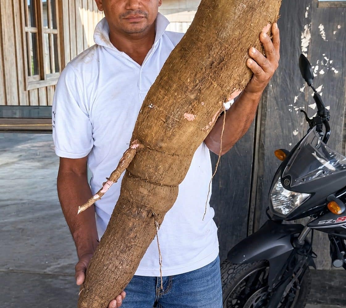 Yuca