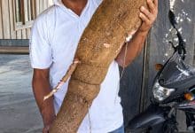 Yuca