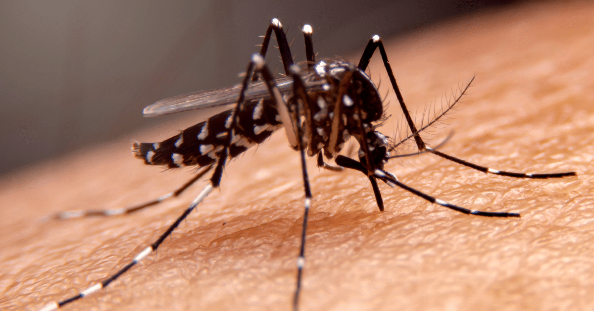 dengue