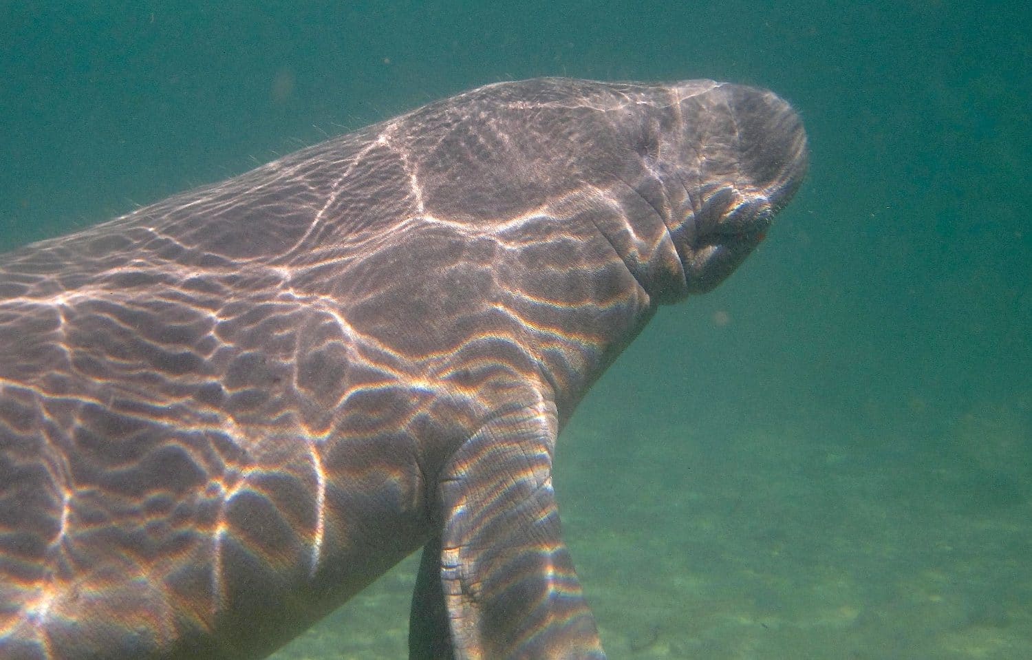 manati