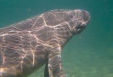 manati