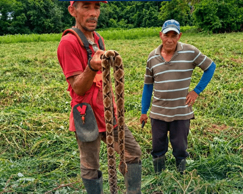Campesinos