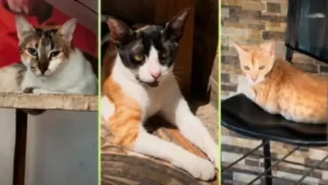 gatos